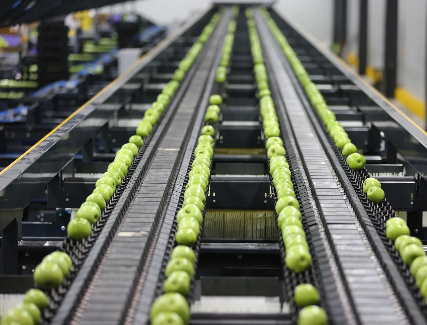Apple sorting and packing line