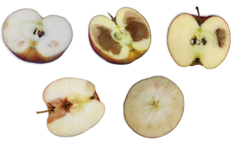 Internal quality detection